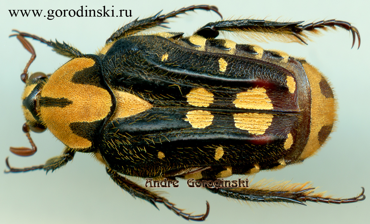 http://www.gorodinski.ru/cetoniidae/Euselates tonkinensis trivittata.jpg